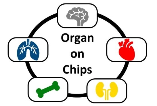 Organ-on-Chips Market