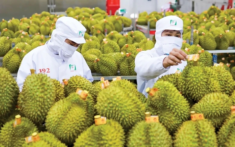 越南|榴莲出口商