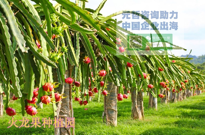 越南火龙果