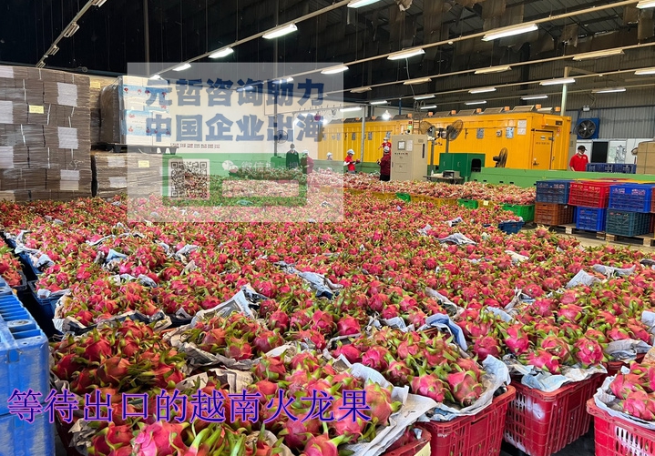 越南火龙果
