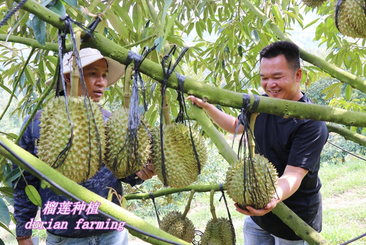 榴莲出口|越南电子商务|农林水产品|尿素